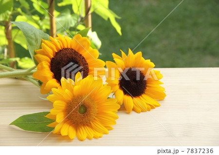 朝顔棚とヒマワリ 7837236