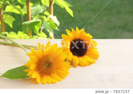 朝顔棚とヒマワリ 7837237