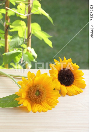 朝顔棚とヒマワリ 7837238