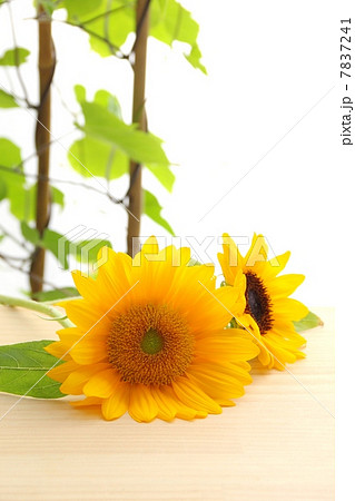 朝顔棚とヒマワリ 7837241