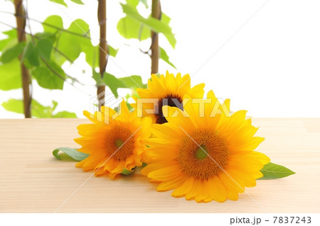 朝顔棚とヒマワリ 7837243