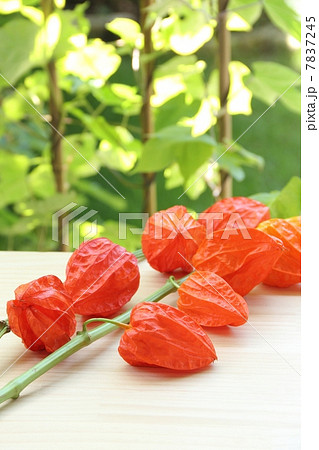 朝顔棚とホオズキ 7837245