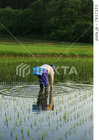 田植えする人 7837331