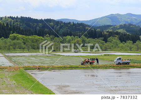 春の水田 7837332