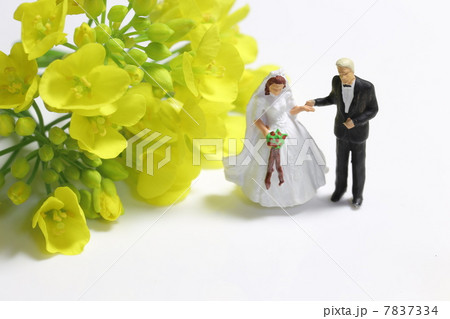 結婚式と菜の花 7837334