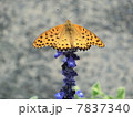 ツマグロヒョウモン 7837340