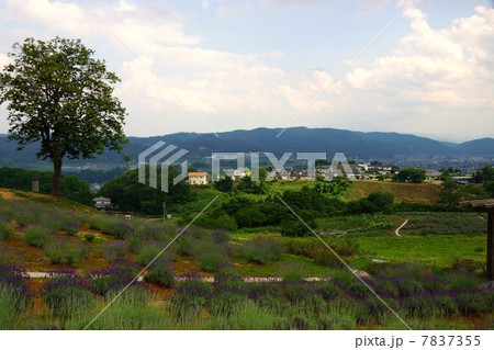 信州国際音楽村ラベンダー祭りとラベンダー畑 7837355