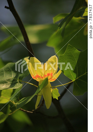 ユリノキの花 ユリノキの花 7837437