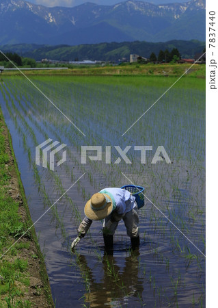 田植え風景 7837440