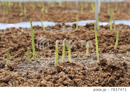 アスパラ畑 アスパラ畑 7837471