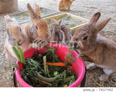 キャベツの葉を食べる 仲良しな野ウサギたち ダチョウ王国 千葉県袖ヶ浦市 の写真素材