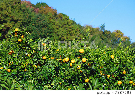 秋の日浴びてミカン山 7837593