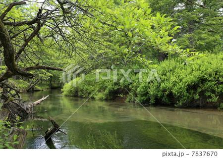 初夏の湯川 初夏の湯川 7837670