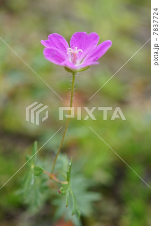 箱根湿性花園の植物　アケボノフウロ　タテ 7837724