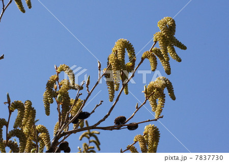 ハンノキ 花と実 アップ の写真素材