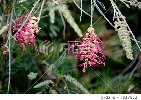 グレヴィレア　ビリー・ボンカーズ 7837852