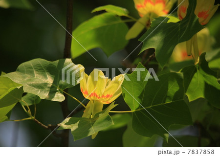 ユリノキの花 ユリノキの花 7837858