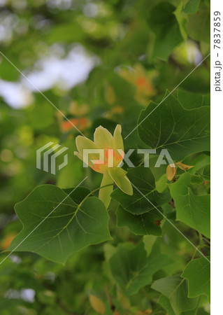 ユリノキの花　 7837859