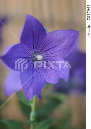 桔梗 桔梗 7837943