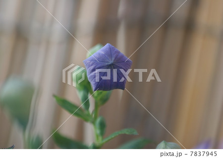 桔梗の蕾 7837945