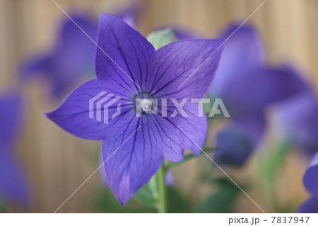 桔梗 7837947