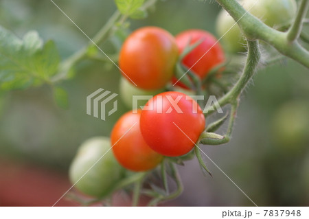 ミニトマト栽培 7837948