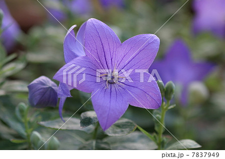 桔梗 7837949