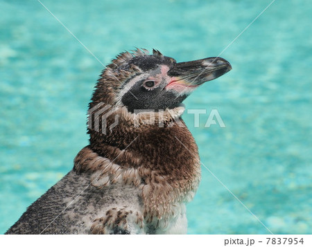 幼鳥から成鳥へ　羽の抜け変わり　フンボルトペンギン 7837954