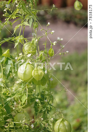 センナリホオズキ 7838175