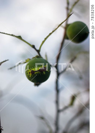 柿の葉を食べ尽くしたイラガの幼虫 縦位置 の写真素材 706