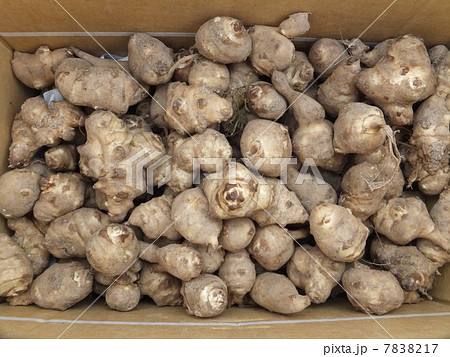 きく芋 きく芋 7838217