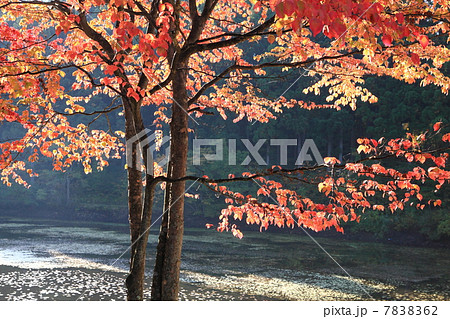 山形県県民の森のヤマボウシ紅葉の写真素材 762