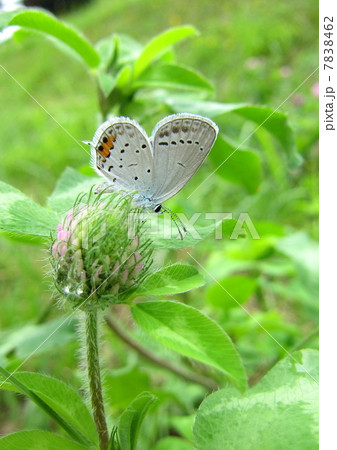 シジミチョウの吸蜜 シジミチョウの吸蜜 7838462