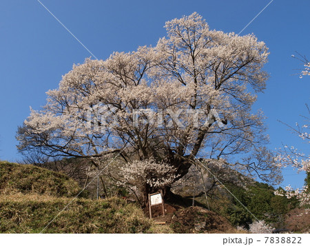 佛隆寺（宇陀）の桜 7838822