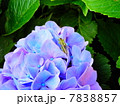 紫の紫陽花とバッタ 7838857
