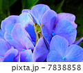 紫の紫陽花とバッタ 7838858