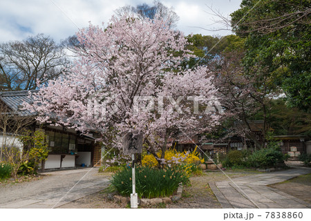 京都御苑　宗像神社の桜 7838860