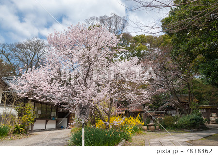 京都御苑 宗像神社の桜 京都御苑 宗像神社の桜 7838862