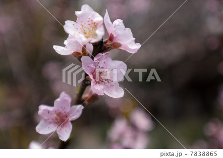京都御苑　宗像神社の桜 7838865