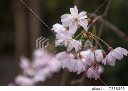 京都御苑　宗像神社の桜 7838866