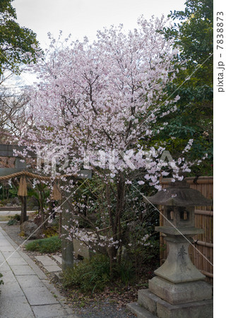 京都御苑　宗像神社の桜 7838873