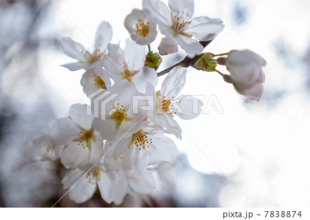 京都御苑 宗像神社の桜 京都御苑 宗像神社の桜 7838874