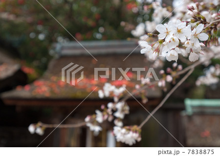 京都御苑　宗像神社の桜 7838875