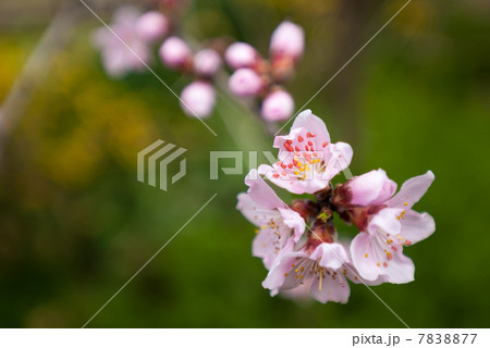 京都御苑 宗像神社の桜 京都御苑 宗像神社の桜 7838877
