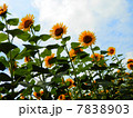 ひまわりの迷路　ヒマワリに囲まれて 7838903