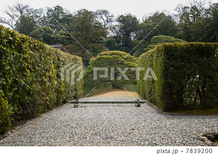桂離宮 住吉の松 桂離宮 住吉の松 7839200