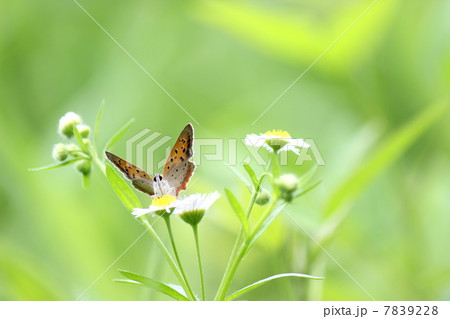 ベニシジミ 7839228