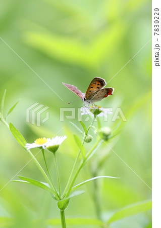 ベニシジミ ベニシジミ 7839229