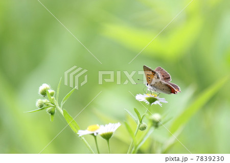 ベニシジミ ベニシジミ 7839230