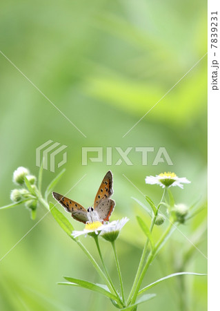ベニシジミ 7839231